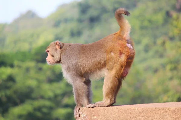 Big alpha male monkey guarding his territory from the intruders