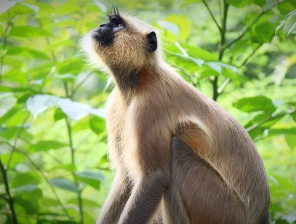 Büyük Alfa Erkek Maymun Bölgesini Davetsiz Misafirlerden Koruyor — Stok fotoğraf
