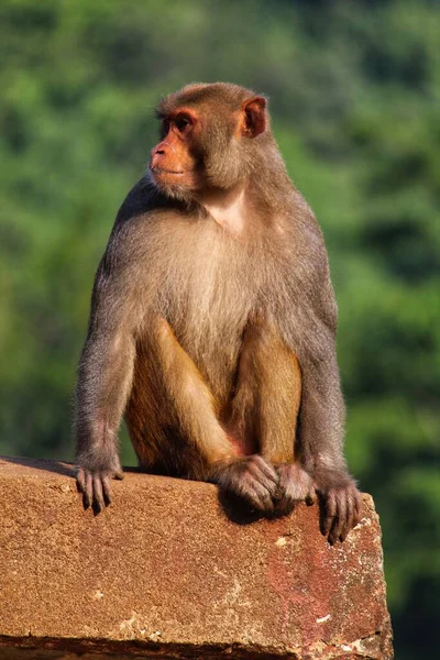 Big alpha male monkey guarding his territory from the intruders