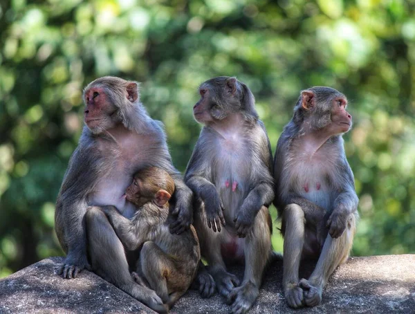 Familia Monos Disfrutando Tiempo Pacíficamente Juntos Bosque —  Fotos de Stock