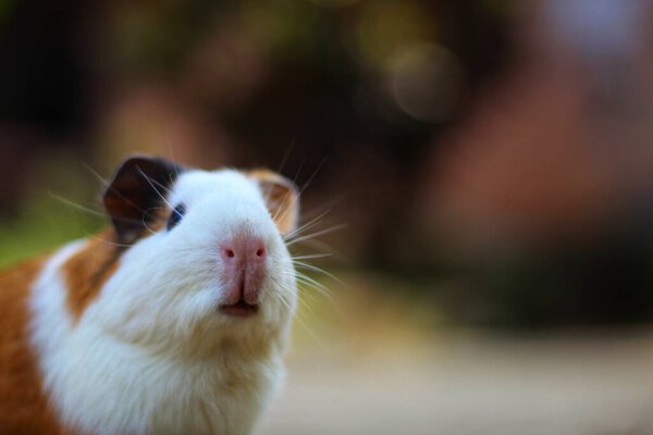 cute little guinea pig in nice blur background animal wallpaper