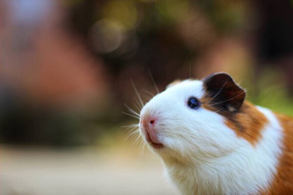 cute little guinea pig in nice blur background animal wallpaper