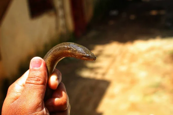 Enguia Água Doce Peixe Anguilla Anguilla Mão Vista Ângulo Diferente — Fotografia de Stock