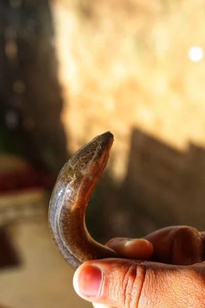 Süßwasseraal Fisch Anguilla Anguilla Der Hand Ansicht Aus Verschiedenen Blickwinkeln — Stockfoto