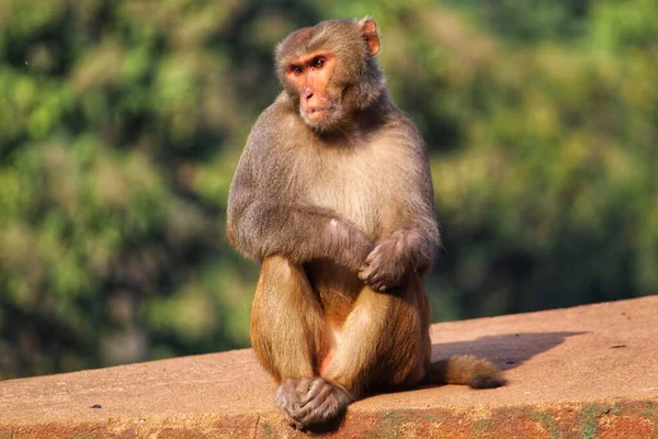 Grande Macaco Macho Alfa Proteger Seu Território Dos Intrusos Imagem De Stock