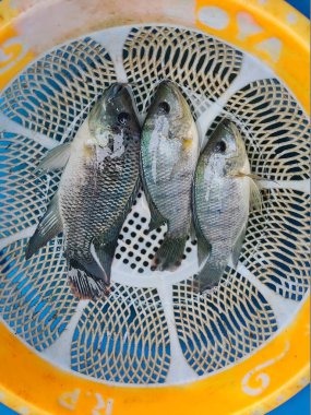 Taze hasat edilmiş tilapia balığı plastik trey tilapia balık yetiştirme ve kültür