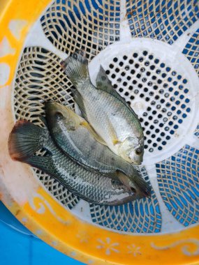 Taze hasat edilmiş tilapia balığı plastik trey tilapia balık yetiştirme ve kültür