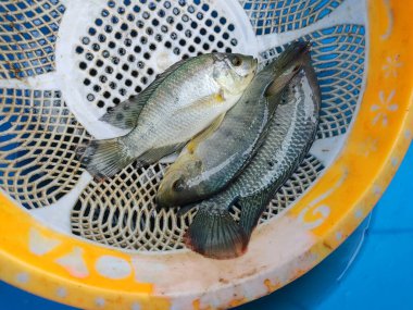 Taze hasat edilmiş tilapia balığı plastik trey tilapia balık yetiştirme ve kültür