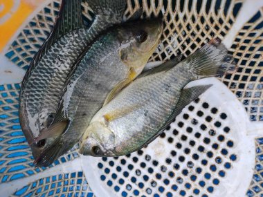 Taze hasat edilmiş tilapia balığı plastik trey tilapia balık yetiştirme ve kültür