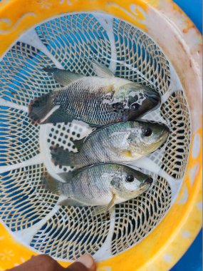 Taze hasat edilmiş tilapia balığı plastik trey tilapia balık yetiştirme ve kültür