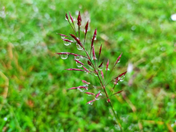 Gotas Água Bonitas Grama Durante Estação Chuvosa Natureza Papel Parede — Fotografia de Stock