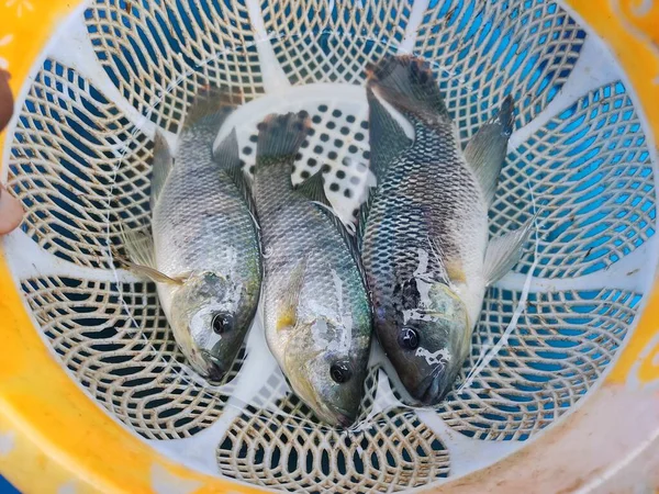 Taze Hasat Edilmiş Tilapia Balığı Plastik Trey Tilapia Balık Yetiştirme — Stok fotoğraf