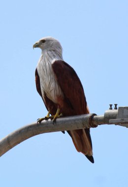 Arka planda mavi gökyüzünde oturan Asyalı kahverengi kel kartal