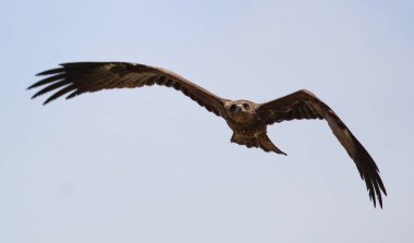 Mavi gökyüzünde görkemli bir şekilde uçan Hint kahverengi kel kartalı.