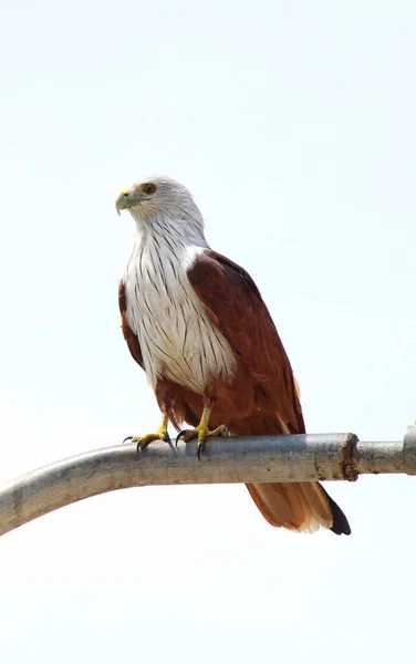 Asiatischer Weißkopfseeadler Sitzt Blauen Himmel Hintergrund — Stockfoto