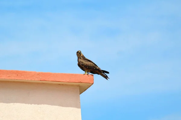 Asiatique Brun Chauve Aigle Assis Dans Ciel Bleu Arrière Plan — Photo