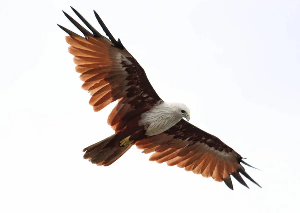 Águia Marrom Voando Majestosamente Céu Com Asas Abertas — Fotografia de Stock