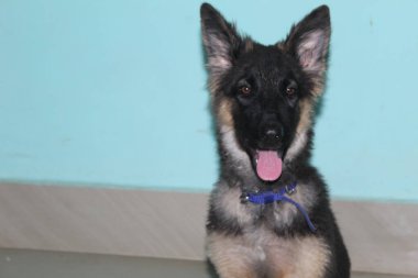 Küçük şirin Alman çoban köpeği. Alman çoban köpeği fotoğrafçılığı.