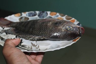 Büyük taze tilapia levrek balığı. Yenileyici balıklar için tilapia balığı.