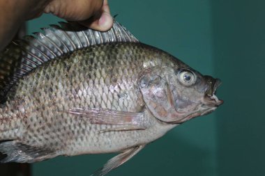 Büyük tilapia Mossambicus balığı elde istilacı tilapia balığı