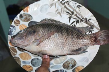 Büyük taze tilapia levrek balığı. Tilapia balığı. Yenileyici balıklar için.