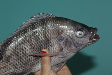 Tilapia balığı ellerinin altında. Tilapia sivrisinek balığı görüntüsünü kapat.