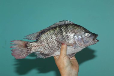 Tilapia balığı ellerinin altında. Tilapia sivrisinek balığı görüntüsünü kapat.