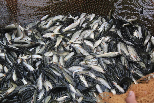 Hindistan Balık Yemi Depolamak Için Balık Yemi Üreten Sazan Balıkları — Stok fotoğraf