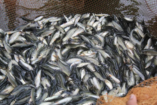 Hindistan Balık Yemi Depolamak Için Balık Yemi Üreten Sazan Balıkları — Stok fotoğraf