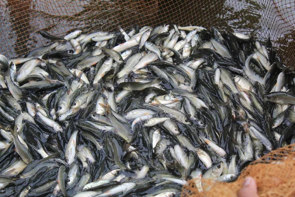 Karpfiskodling India För Utsättning Fiskolja Fiskdammen — Stockfoto