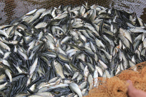 Розведення Риби Коропа Індії Зберігання Рибного Насіння Рибницькому Ставку — стокове фото