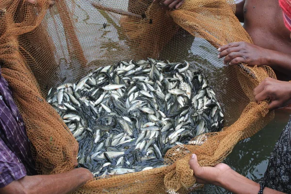 Productie Van Viszaad Particuliere Viskwekerijen India — Stockfoto