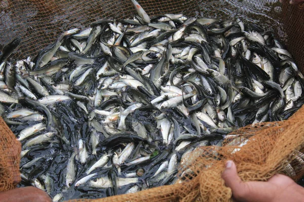 印度私营鱼类种子孵化场的鱼类种子生产 — 图库照片