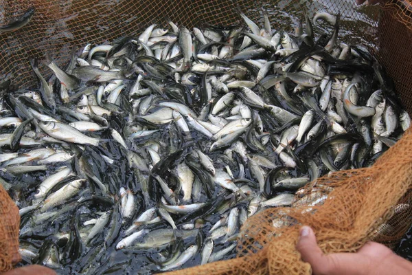 Captura Semillas Alevines Peces Red Incubadoras Para Venta Los Agricultores —  Fotos de Stock