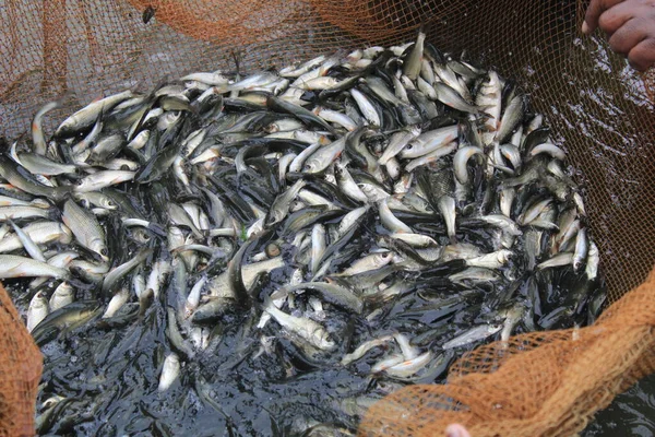 養殖池で魚を仕入れるために農民に売るために孵化場で網で捕れる魚のフィンガーリング種子 — ストック写真