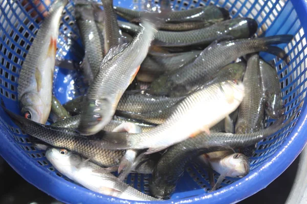 Fisk Som Tar Emot Fröförpackningar Fiskkläckeri Indisk Fiskfröstam Odlingsdammen — Stockfoto