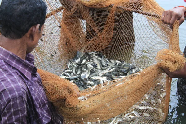 Fish Fingerling Seed Catching Net Hatchery Sale Farmers Stocking Fish — Stock Photo, Image