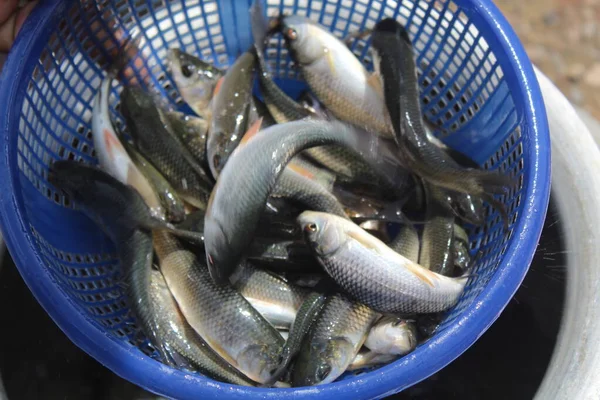 Hindistandaki Balık Yemi Çiftliğindeki Balık Çiftliğinde Balık Tohumu Paketleme — Stok fotoğraf