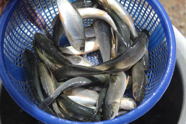 印第安鱼种养殖池鱼孵化场的鱼指鱼种子包装 — 图库照片