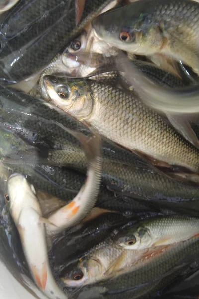 Verpackung Von Fisch Fingerling Samen Fischbrüterei Indien Fischsaatgut Teich — Stockfoto