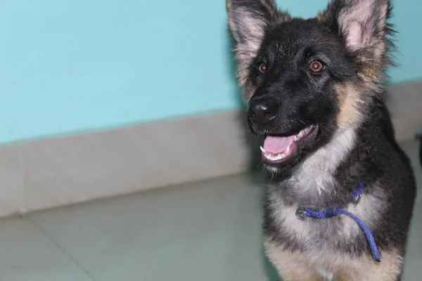 Schattig Klein Duits Herder Puppy Huis Duits Herder Puppy Fotografie — Stockfoto