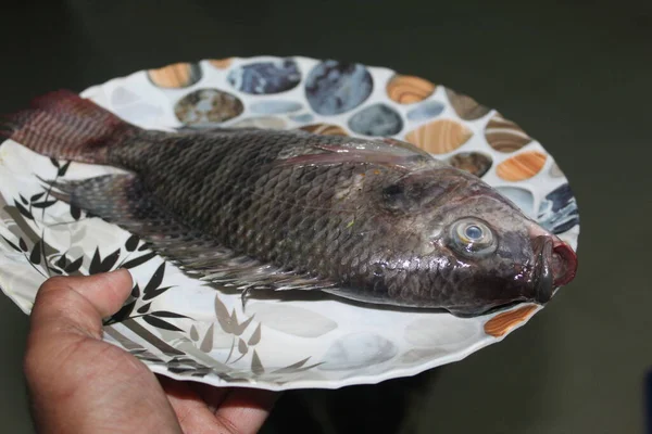 Ikan Tenggiri Besar Yang Invasif Ikan Tenggeret Atas Piring Ikan — Stok Foto