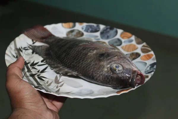 Велика Свіжа Інвазивна Риба Тилапії Тарілці Риба Тилапії Реанімації Риби — стокове фото