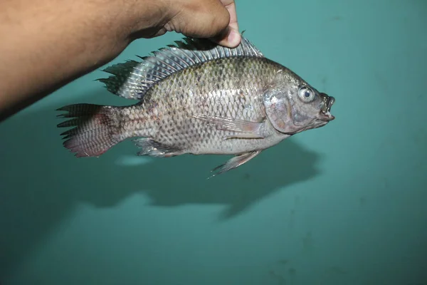 Grande Tilápia Mossambicus Peixe Mão Invasivo Tilápia Peixe Mão — Fotografia de Stock