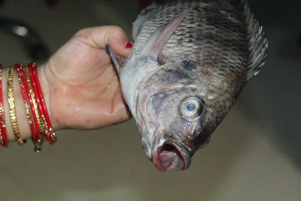 Tilapia Pescado Mano Cerca Vista Tilapia Mosambica Pescado — Foto de Stock