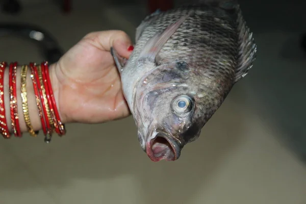 Tilapia Pescado Mano Cerca Vista Tilapia Mosambica Pescado — Foto de Stock