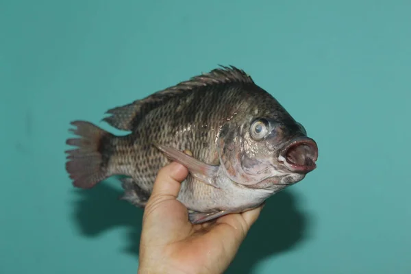 Tilapia Fisch Der Hand Nahaufnahme Von Tilapia Mosambica Fisch — Stockfoto