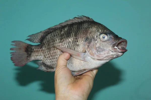 Tilapia Fisch Der Hand Nahaufnahme Von Tilapia Mosambica Fisch — Stockfoto