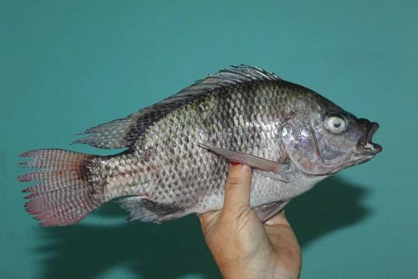 Tilapia Ryba Dłoni Zbliżenie Widok Tilapia Mosambica Ryby — Zdjęcie stockowe