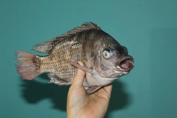 Tilapia Fisch Der Hand Nahaufnahme Von Tilapia Mosambica Fisch — Stockfoto
